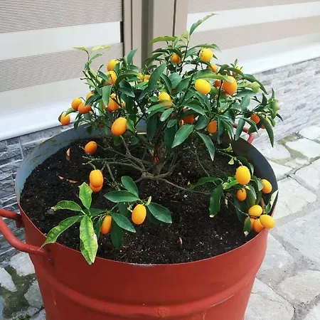 Dimitra's * Olympiaki Akti