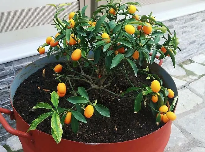 Dimitra's * Olympiakí Aktí